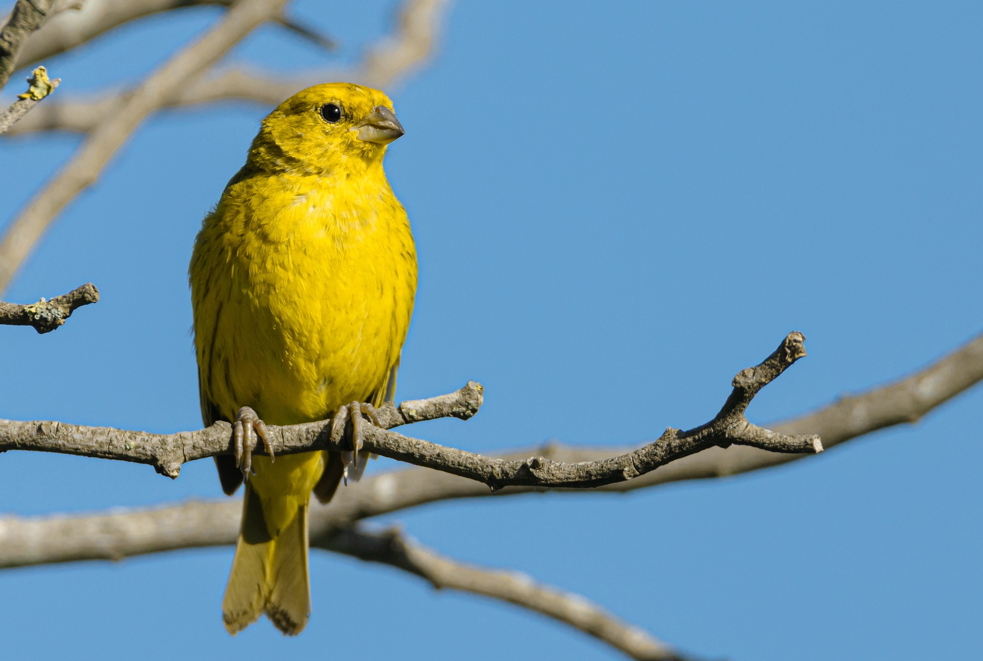 White earbuds on yellow backdrop