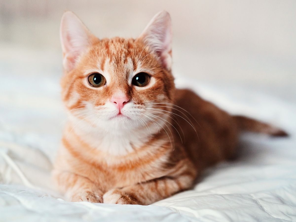 An image of an orange cat