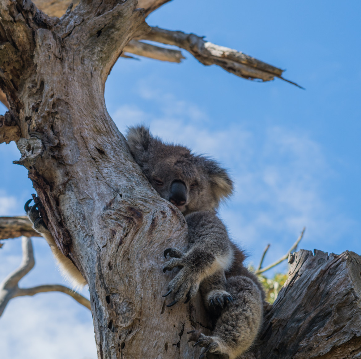 Koala holding onto a tree