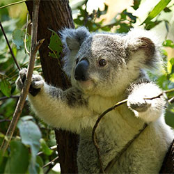 Koala sitting in a tree