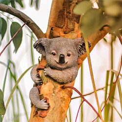 Koala smiling at the camera