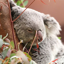 Koala napping in a tree