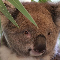 A koala partially obscured by a leaf