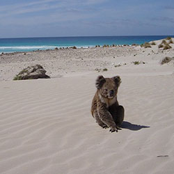 A lone koala sitting on a beach