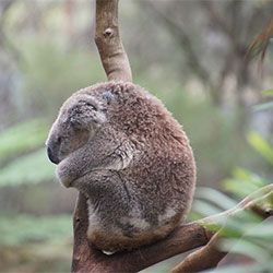 A koala napping in a tree