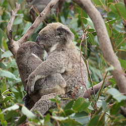 Two koalas cuddling in a tree