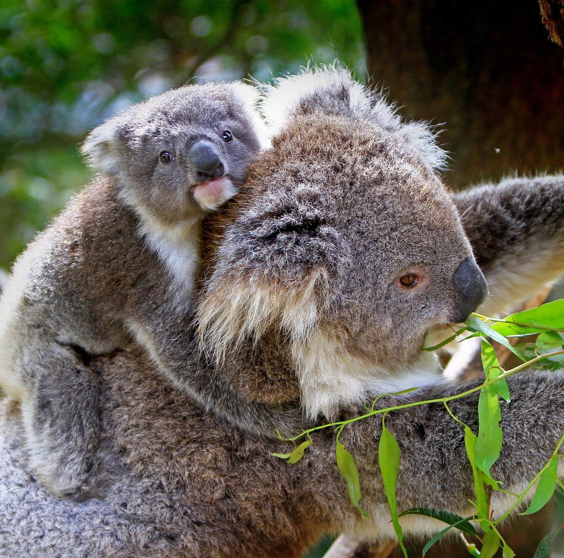 A baby koala clings to the back of its mother