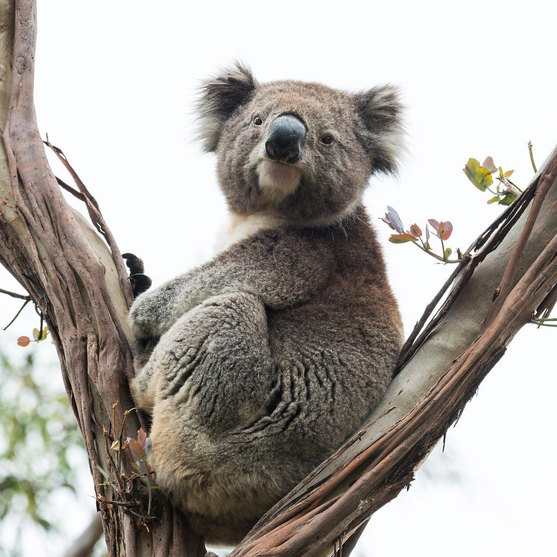 A koala sleeps in a tree