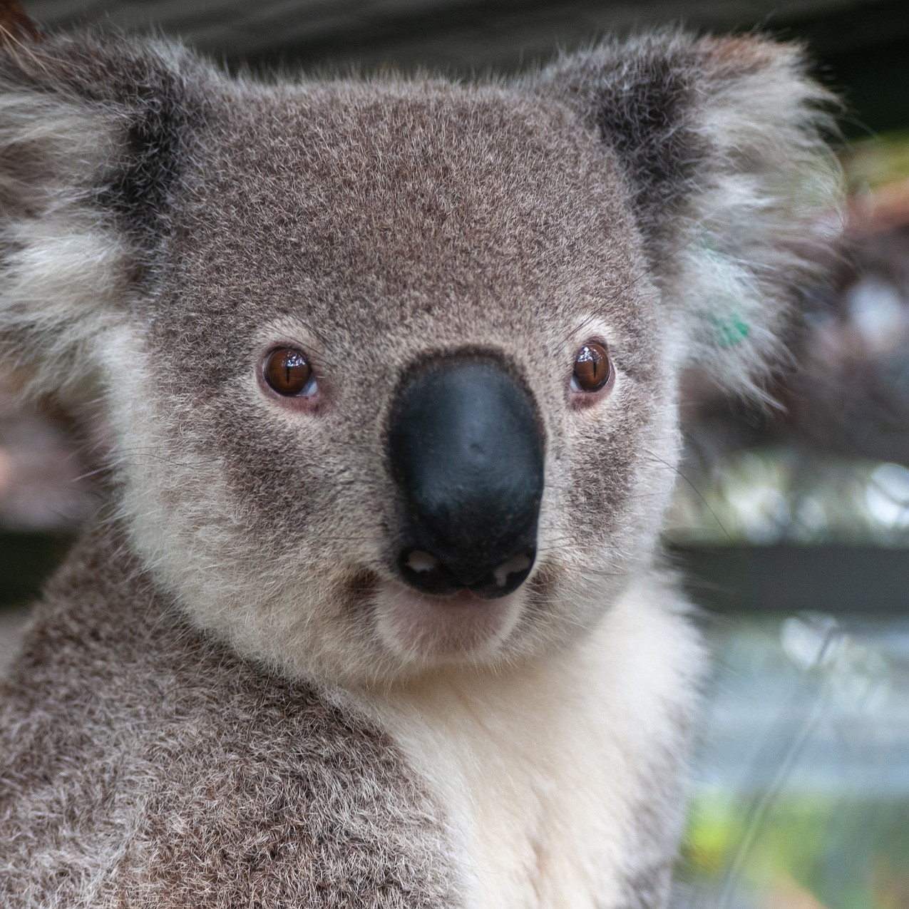 A koala sleeps in a tree