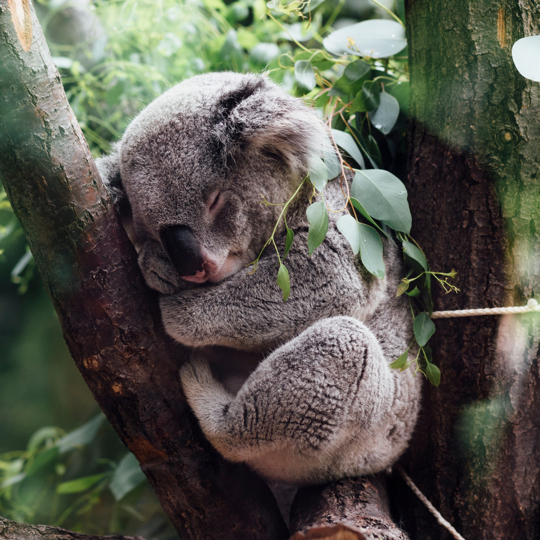 A koala sleeps in a tree