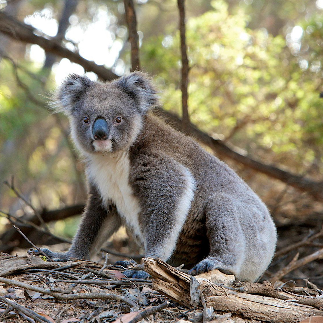 A koala sleeps in a tree